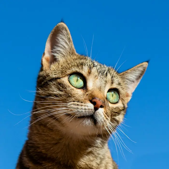 A tabby cat looking up against a blue sky