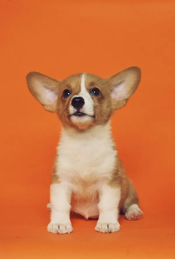A corgi puppy sitting against an orange background