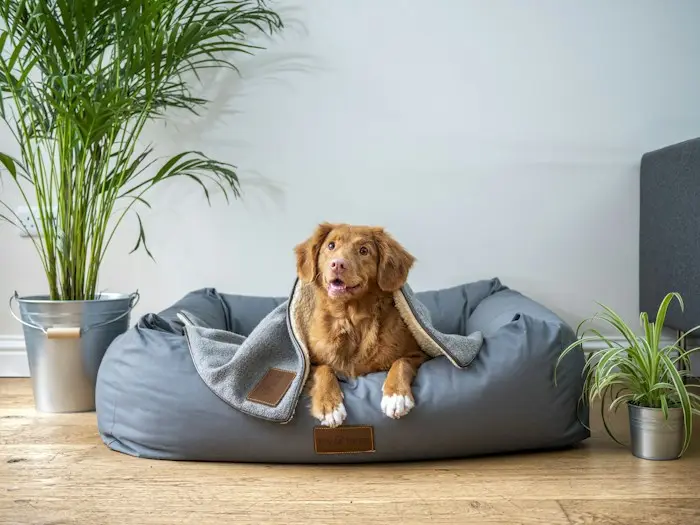 A dog resting comfortably in a soft bed